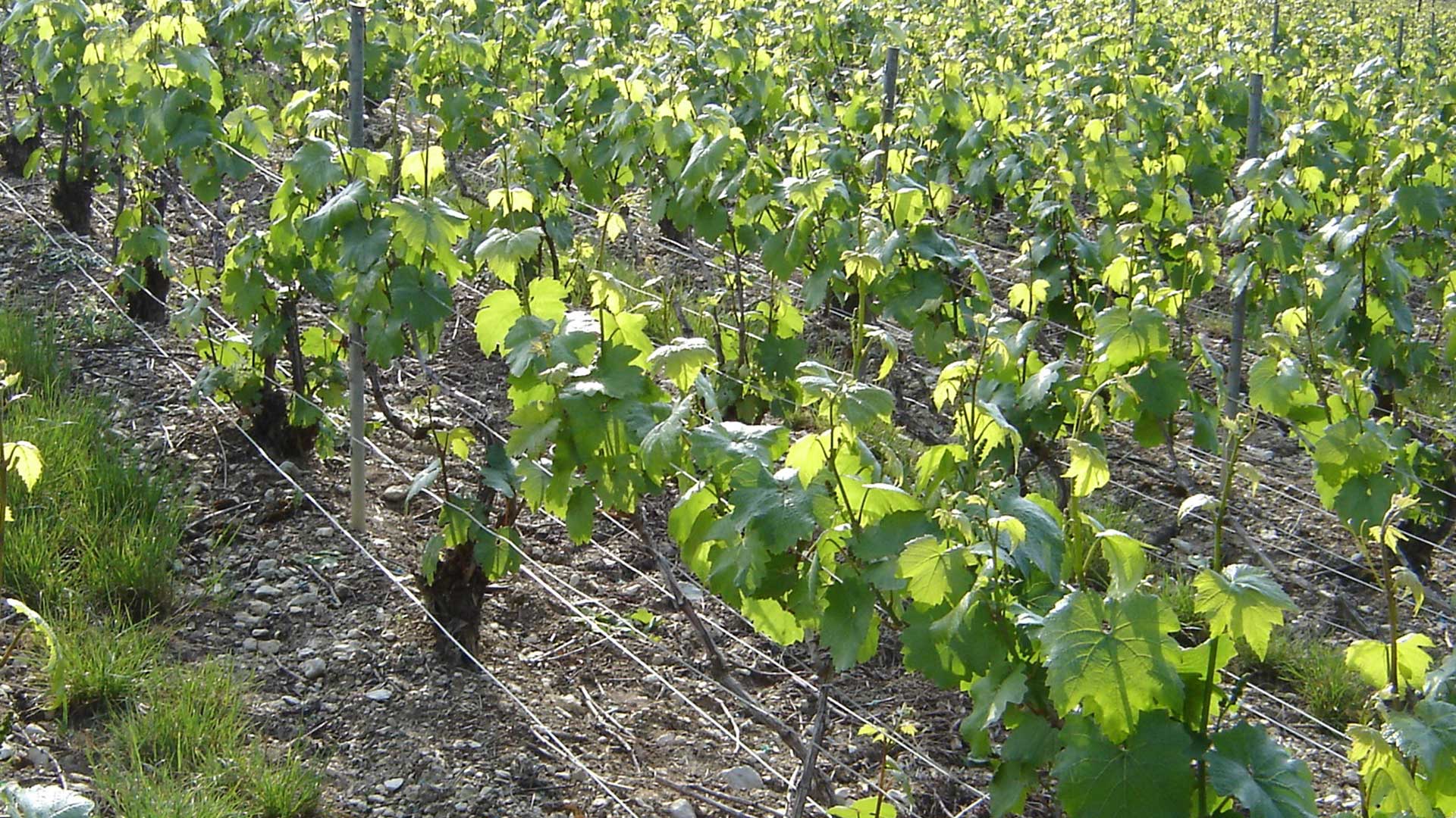 vigne-apres-ebourgeonnage