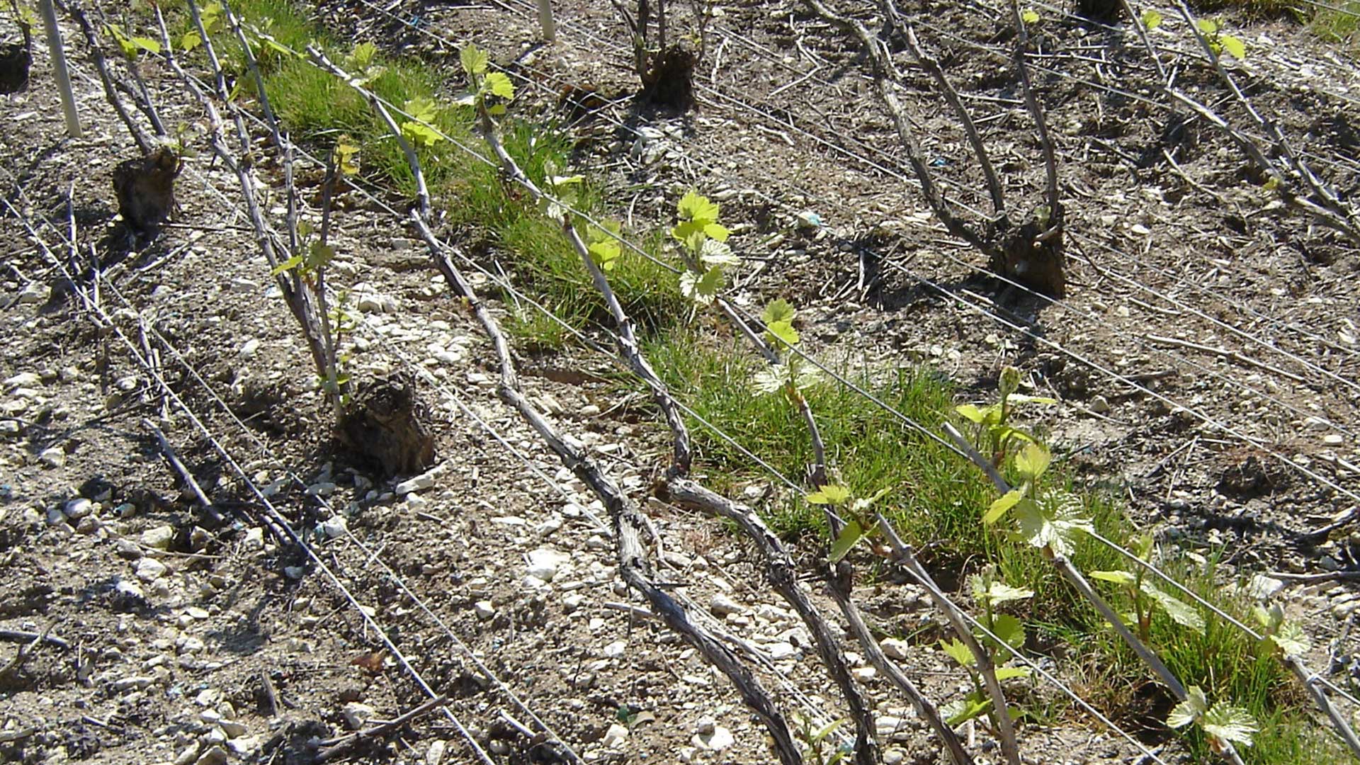 vigne-apres-liage1