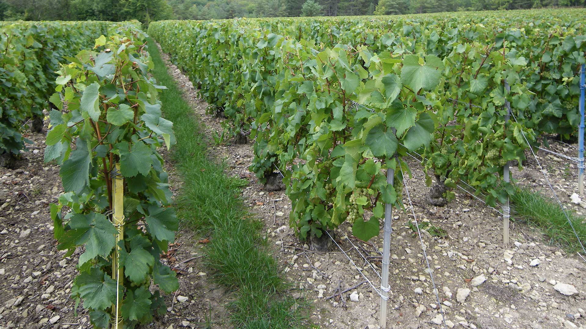 vigne-apres-rognage