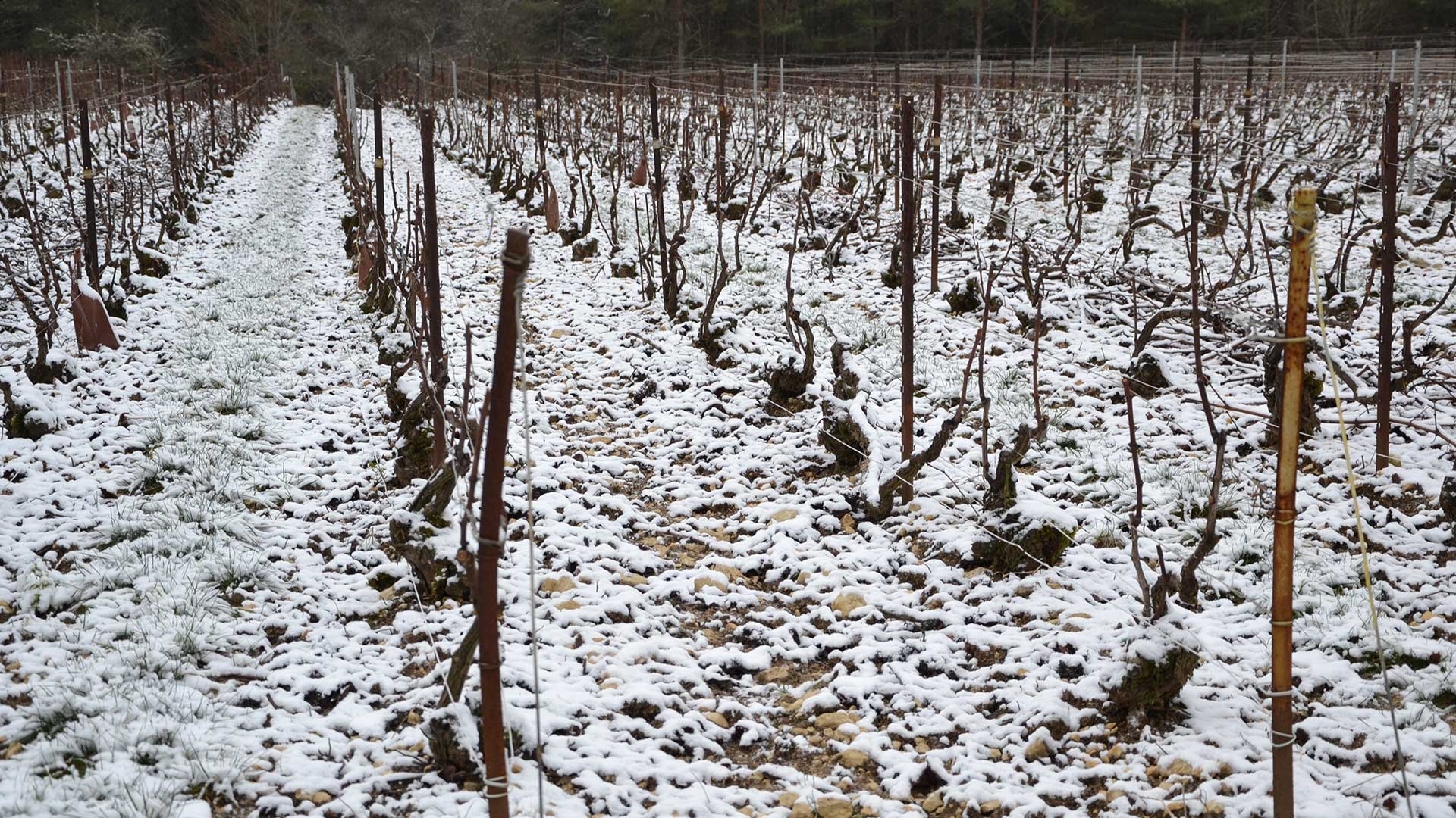 vigne-apres-taille