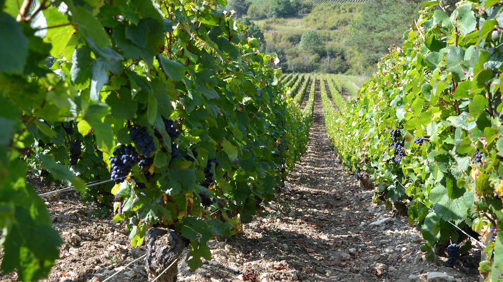 vigne-au-moment-des-vendanges